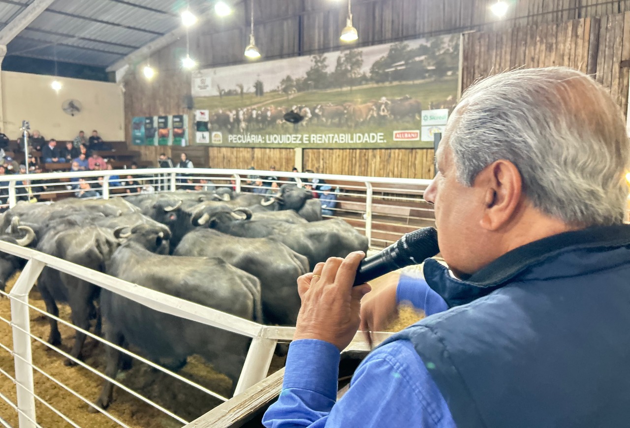 Remate de búfalos em Glorinha supera R$ 10 o quilo em terneiros