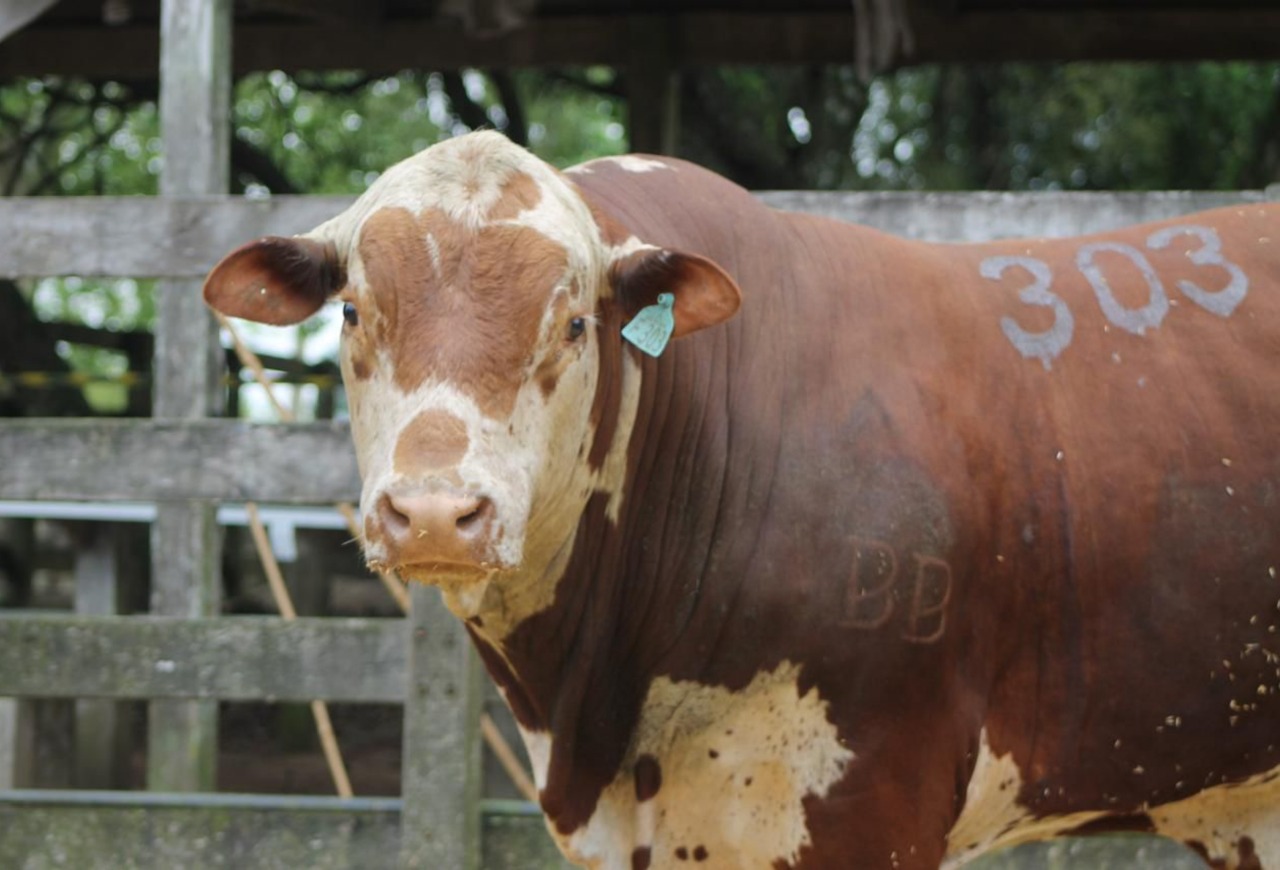 Primeira exposição ranqueada da ABHB em Lavras do Sul aponta os campeões