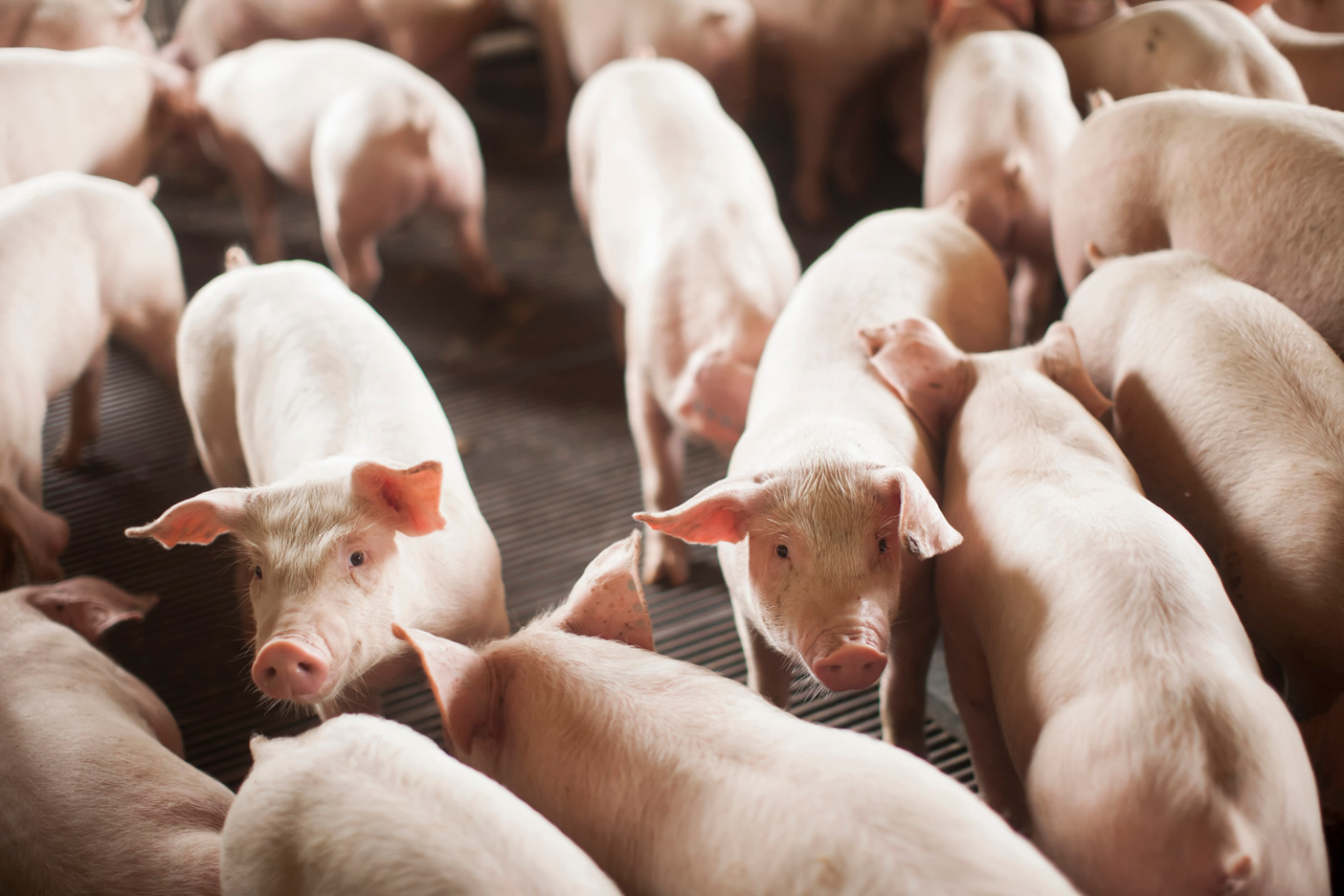 Exportações de carne suína batem recorde em setembro