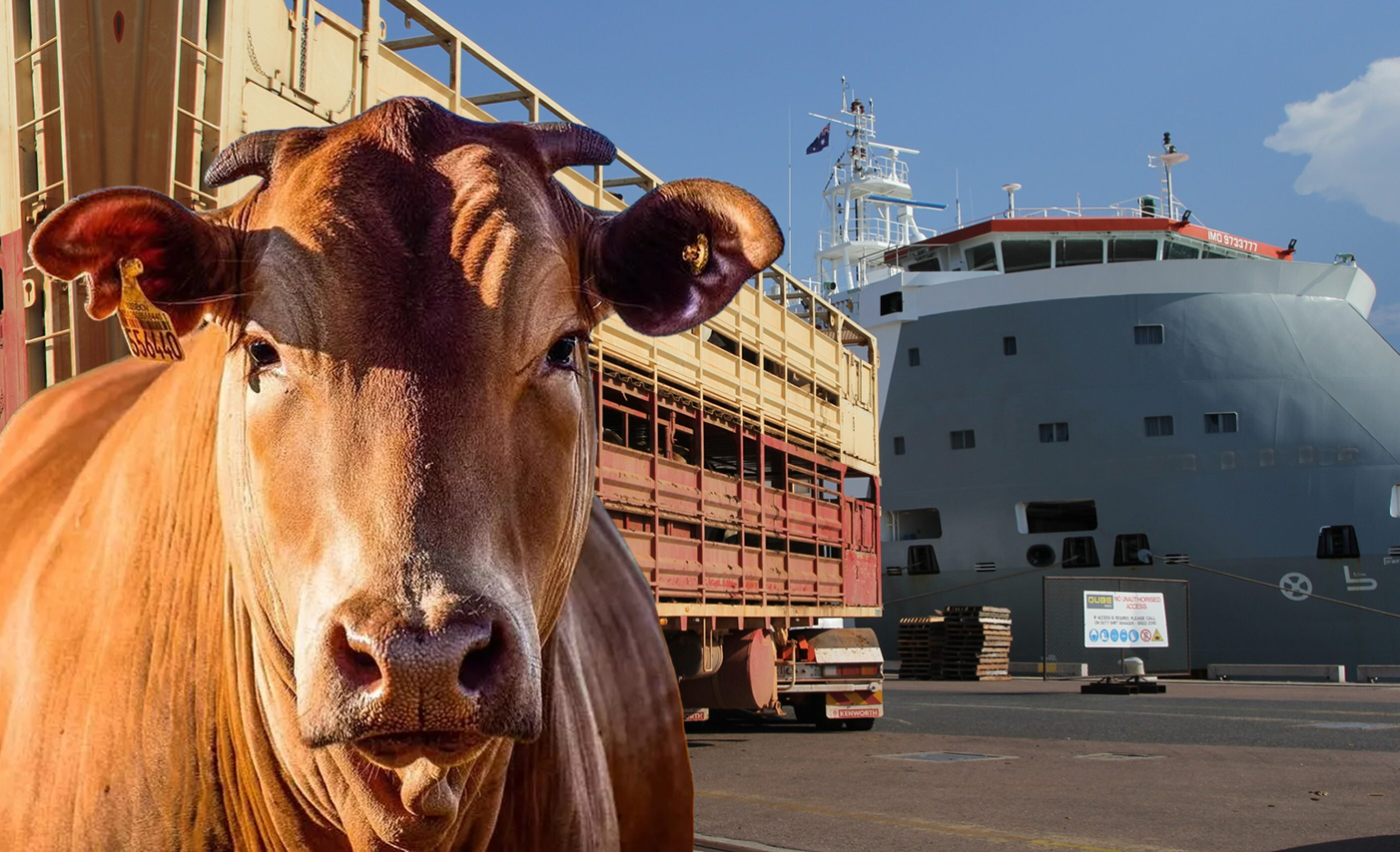 Exportação de gado vivo: Secretaria da Agricultura do RJ realiza visita técnica ao Porto do Açu