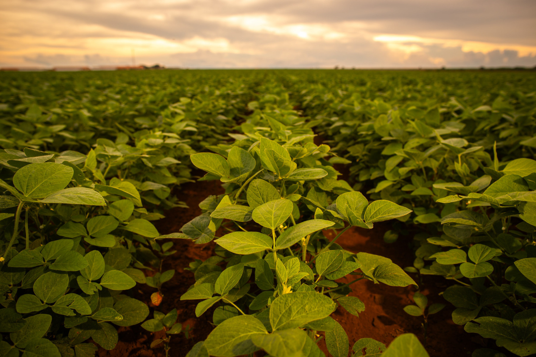 Agricultores de Minas Gerais seguem em espera pela chuva que vai liberar o início do plantio da soja 2025/26
