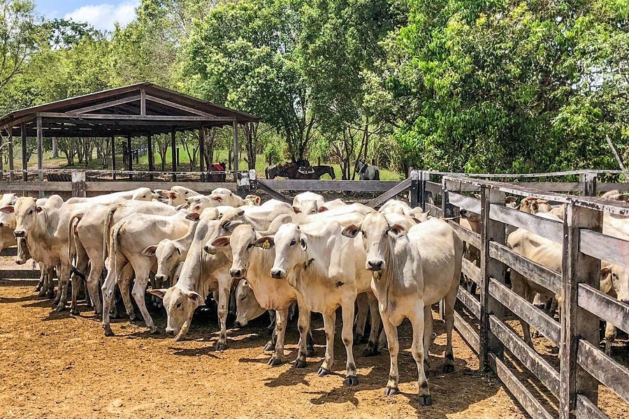 Pecuarista vende R$ 9 milhões em gado e Justiça libera manejo fazenda do “maior desmatador”