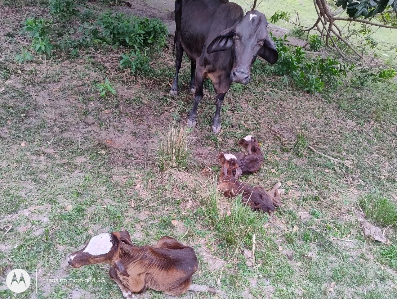 Trigêmeos! Vaca surpreende produtores rurais no Sul do Espírito Santo