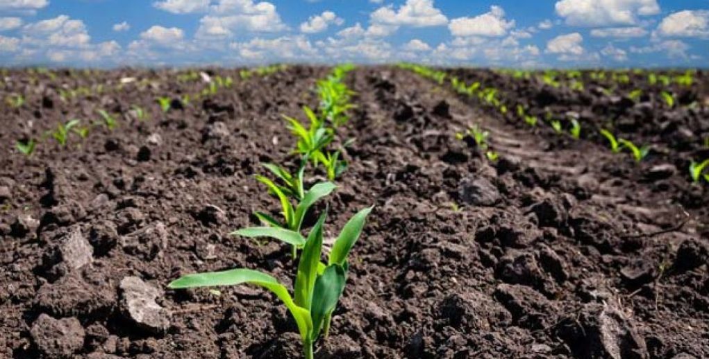 Plantio de milho da safra 2025/26 na Argentina alcança 25,6%, diz bolsa