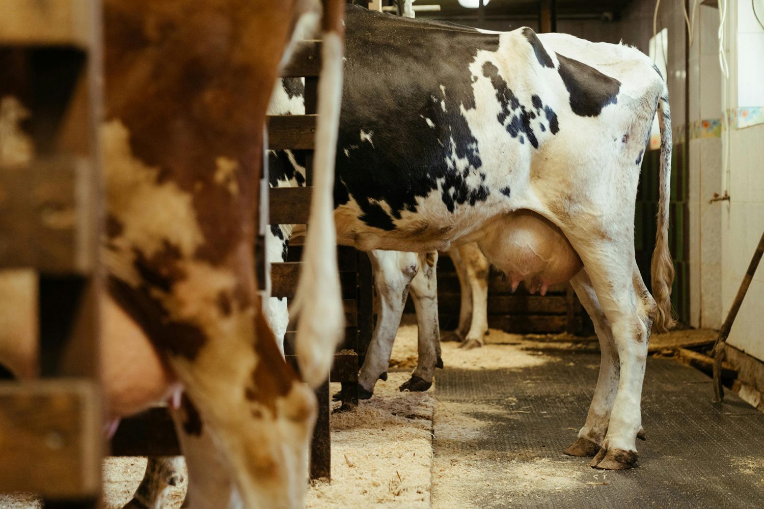 Como transformar uma fazenda deficitária em um negócio lucrativo