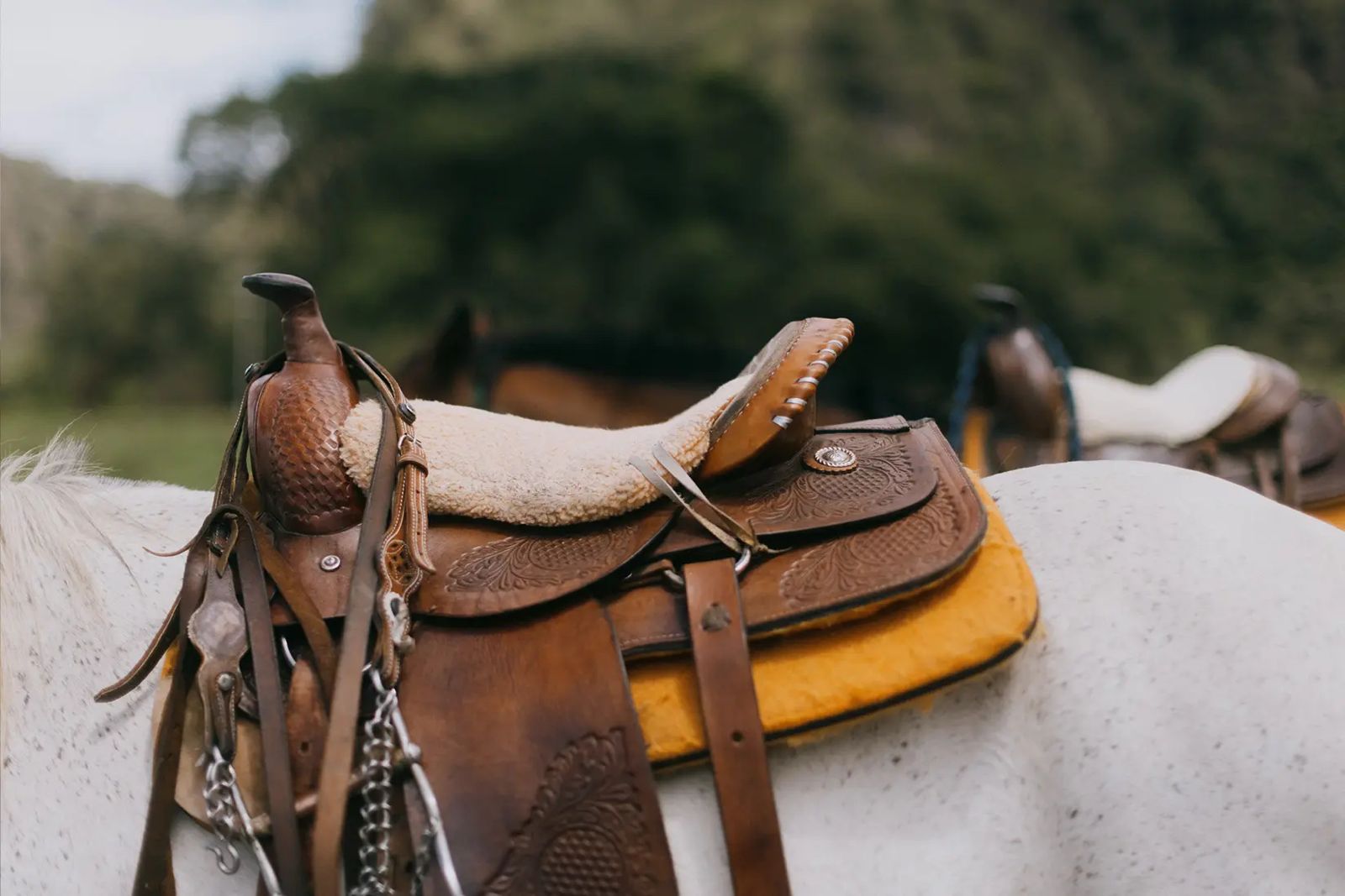 Conheça as melhores selas para cavalo e saiba qual é a ideal para você e seu animal