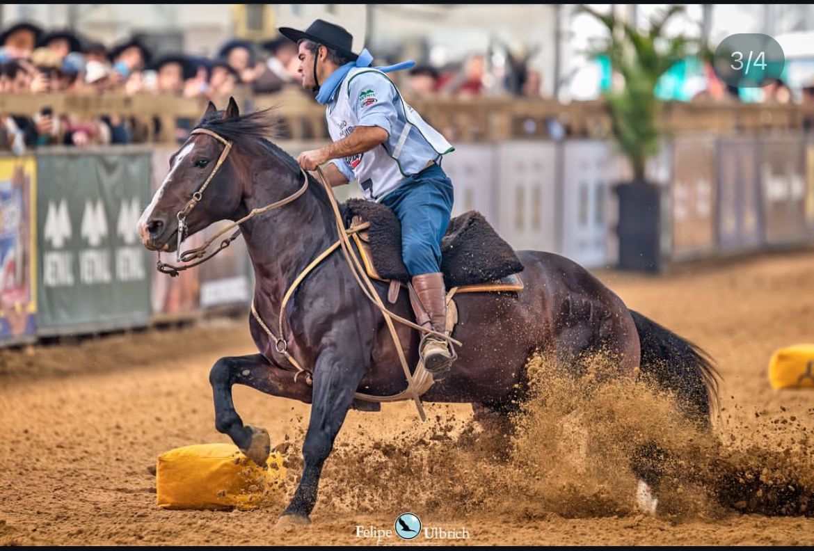 Cavalo Crioulo movimenta mais de R$ 3 bilhões e mostra por que é símbolo do Rio Grande do Sul