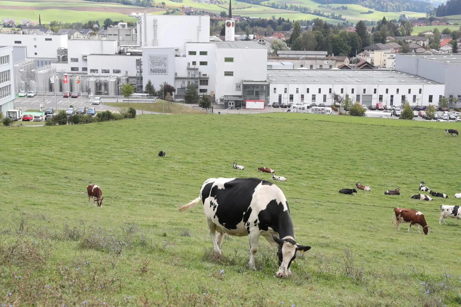 Nestlé abandona aliança global para reduzir emissões de metano de produção leiteira
