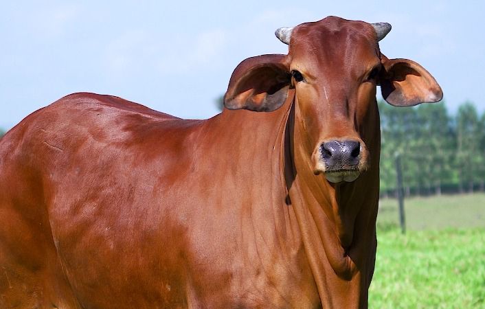 AGRO FTI realiza rodada de leilões virtuais com genética de alta qualidade das raças Sindi e Nelore