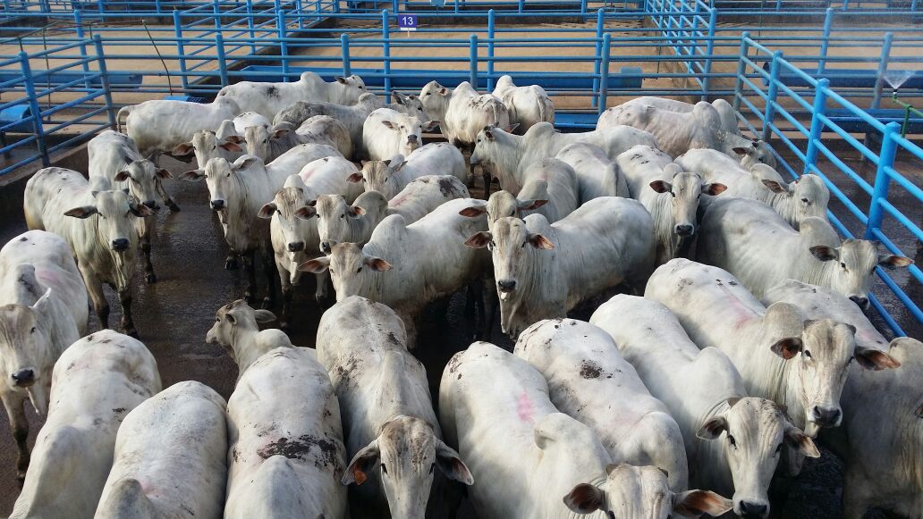 600 animais foram avaliados na etapa do Circuito Nelore de Qualidade em Canhotinho (PE)