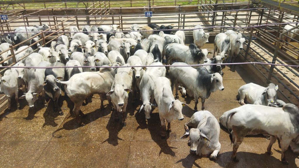 Novilhos ganham espaço e abate de machos atinge recorde histórico em Mato Grosso