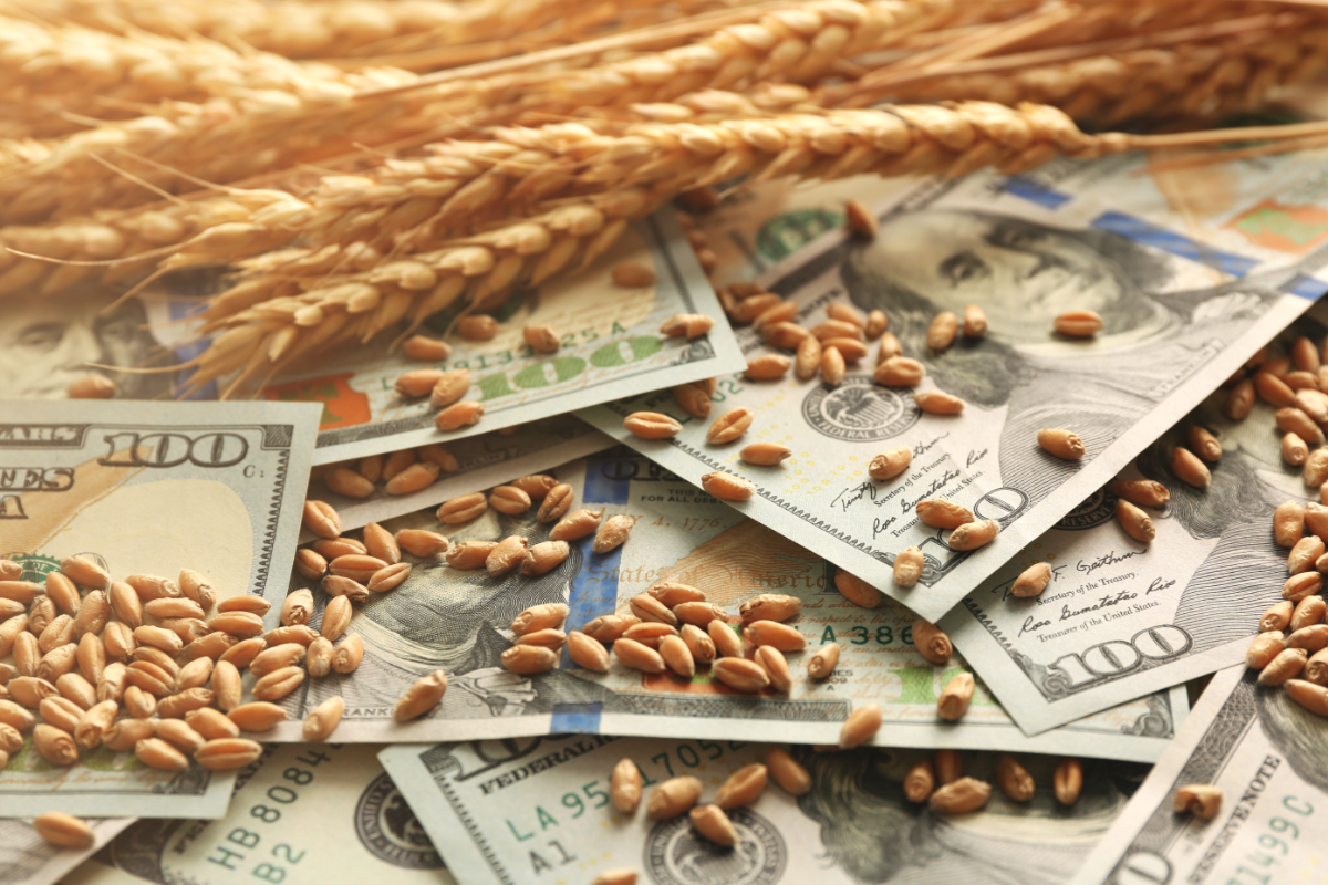 Trigo: Média do cereal importado é a menor desde novembro de 2020