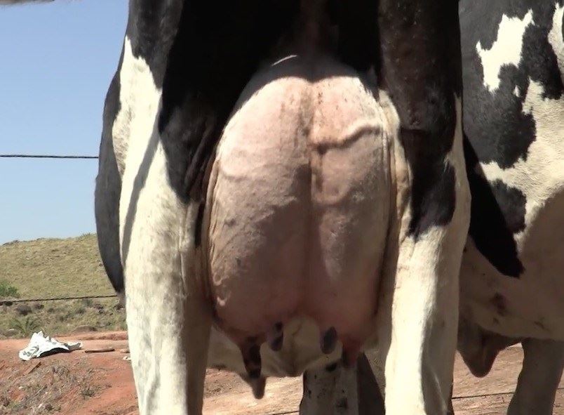 Pequena produtora de leite passa de cinco vacas a 700 L/dia com nova parceria