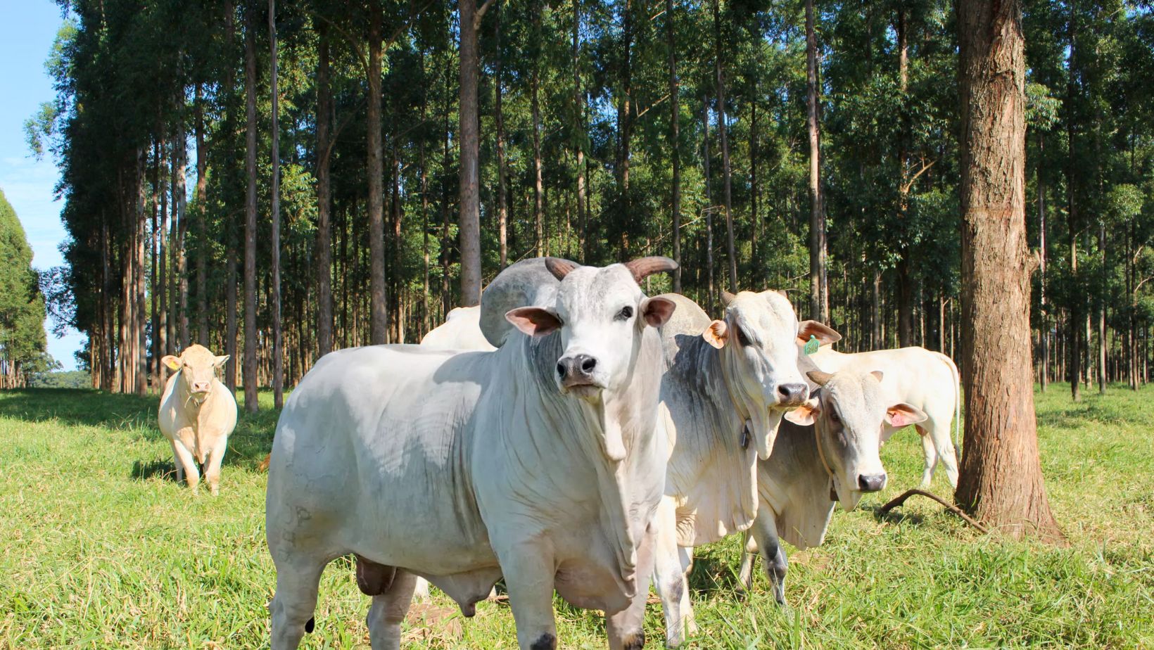 Quatro vezes mais lucro que o gado: o negócio verde que promete transformar o campo brasileiro