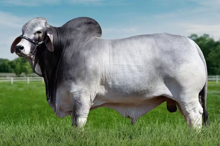 Touro Brahman bate recorde de qualidade de carcaça e ganha selo “All Profit”, do Índice US Beef