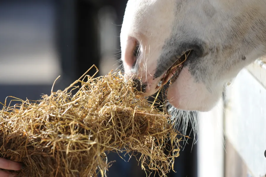Suspeita de feno contaminado mata 5 cavalos e deixa 20 em estado grave em haras de Goiânia