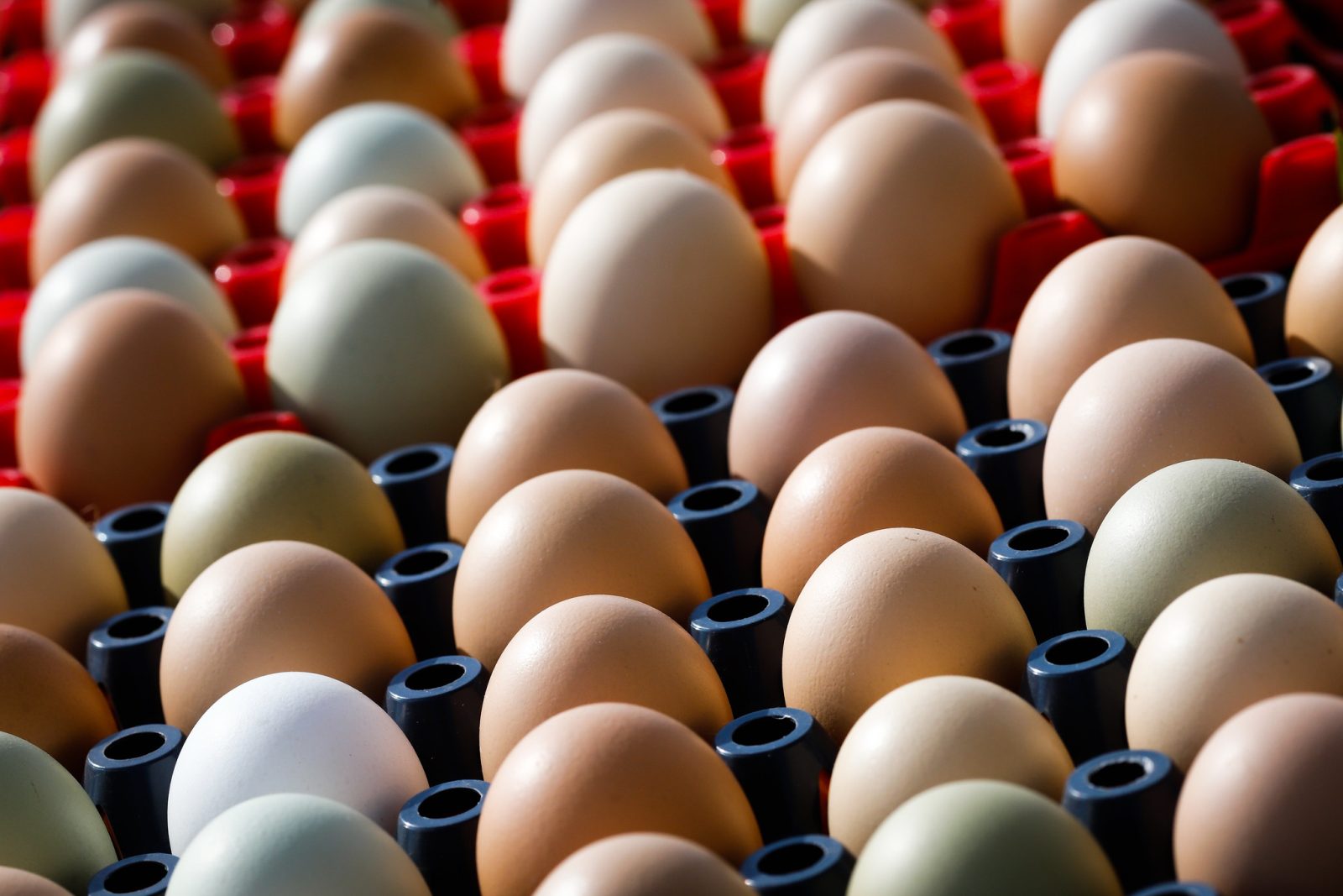 Goiás registra crescimento de 65,7% na produção de ovos