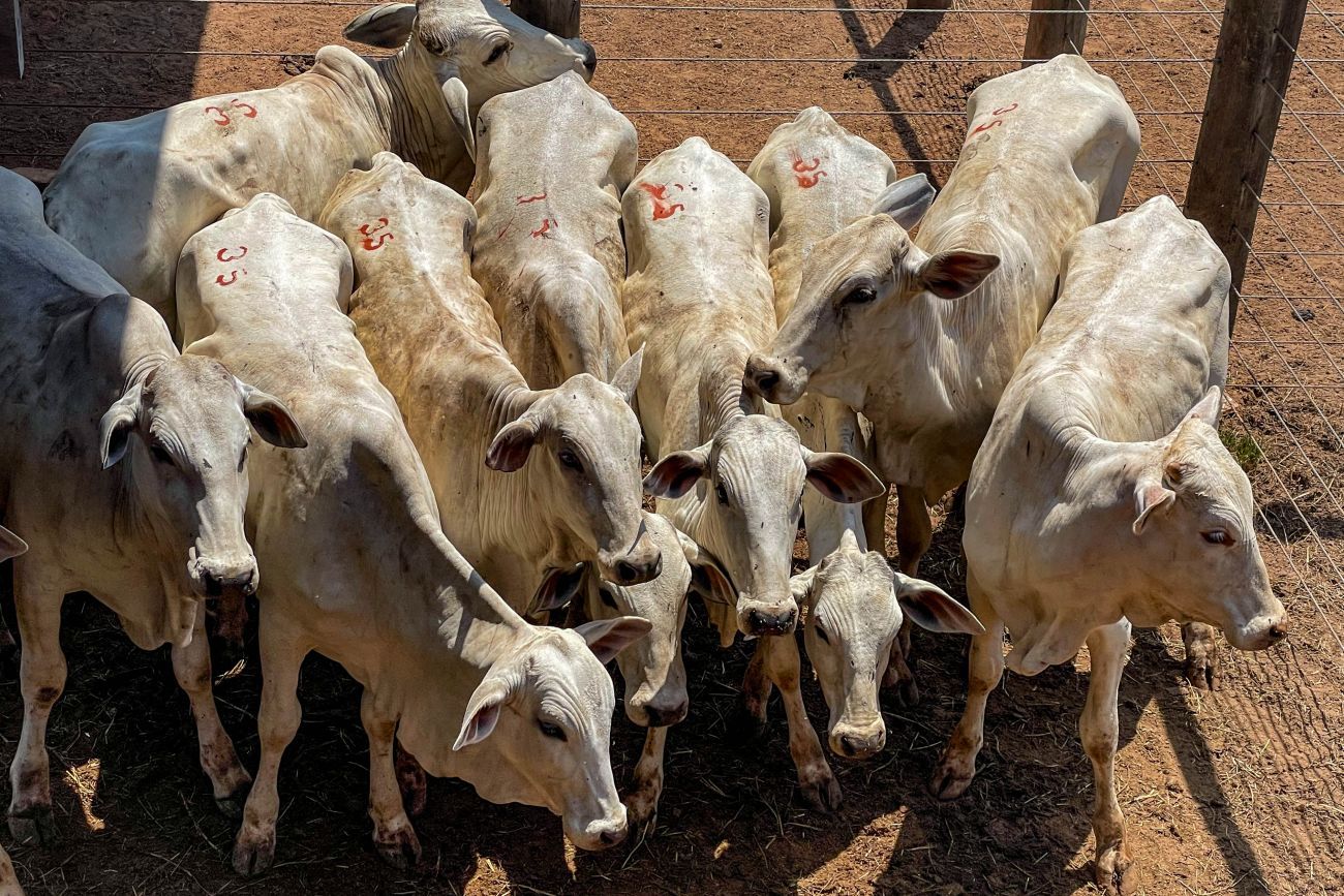 Pará realiza primeira exportação de carne bovina com rastreabilidade individual