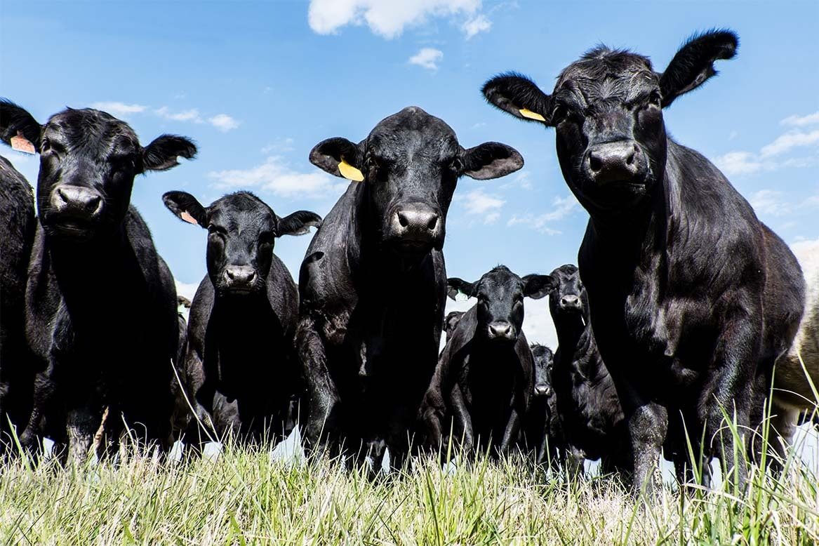 Santa Catarina lança projeto inédito de difusão genética com sêmen Angus