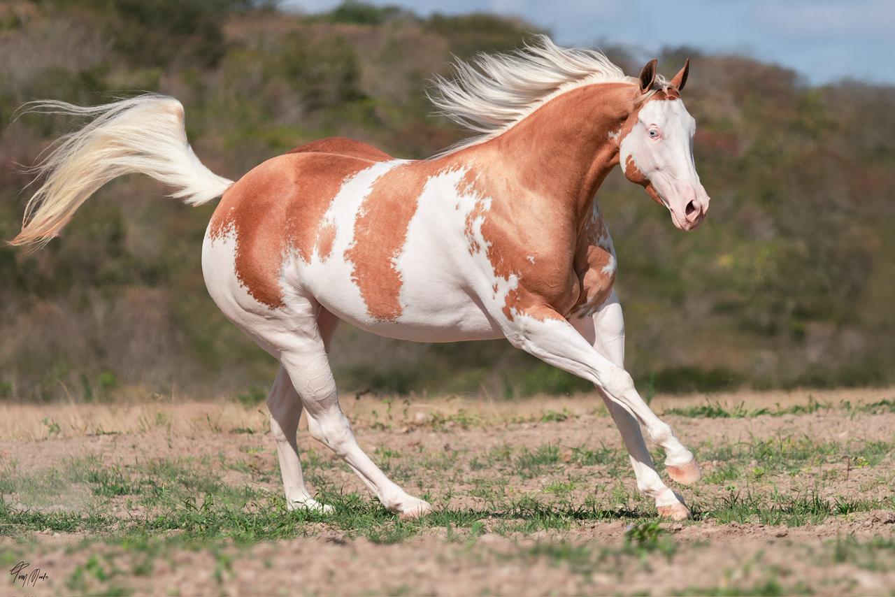 Conheça Pandora Gold Gun, égua homozigota para o gene Splash, que une força e genética de campeões