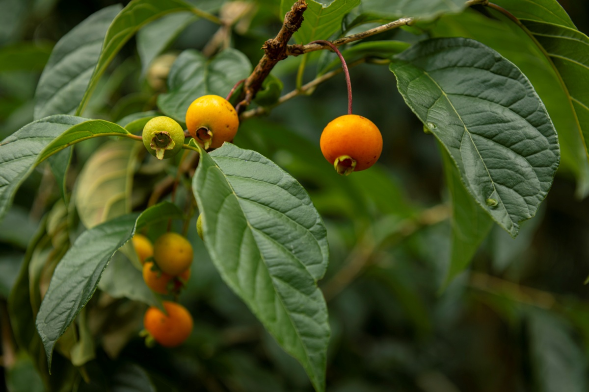 Fruta do Cerrado vira farinha que ajuda a controlar o colesterol