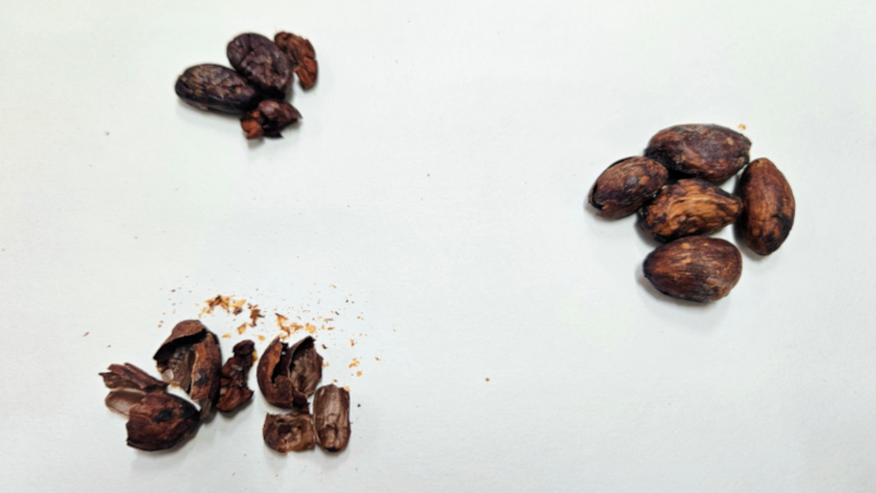 Cientistas desenvolvem mel ‘sabor chocolate’ a partir da casca da amêndoa do cacau