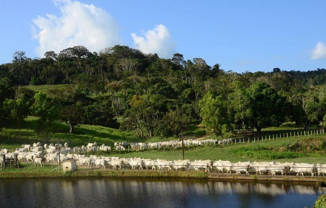 Responsabilidade ambiental: entre a coisa, a culpa e a confusão