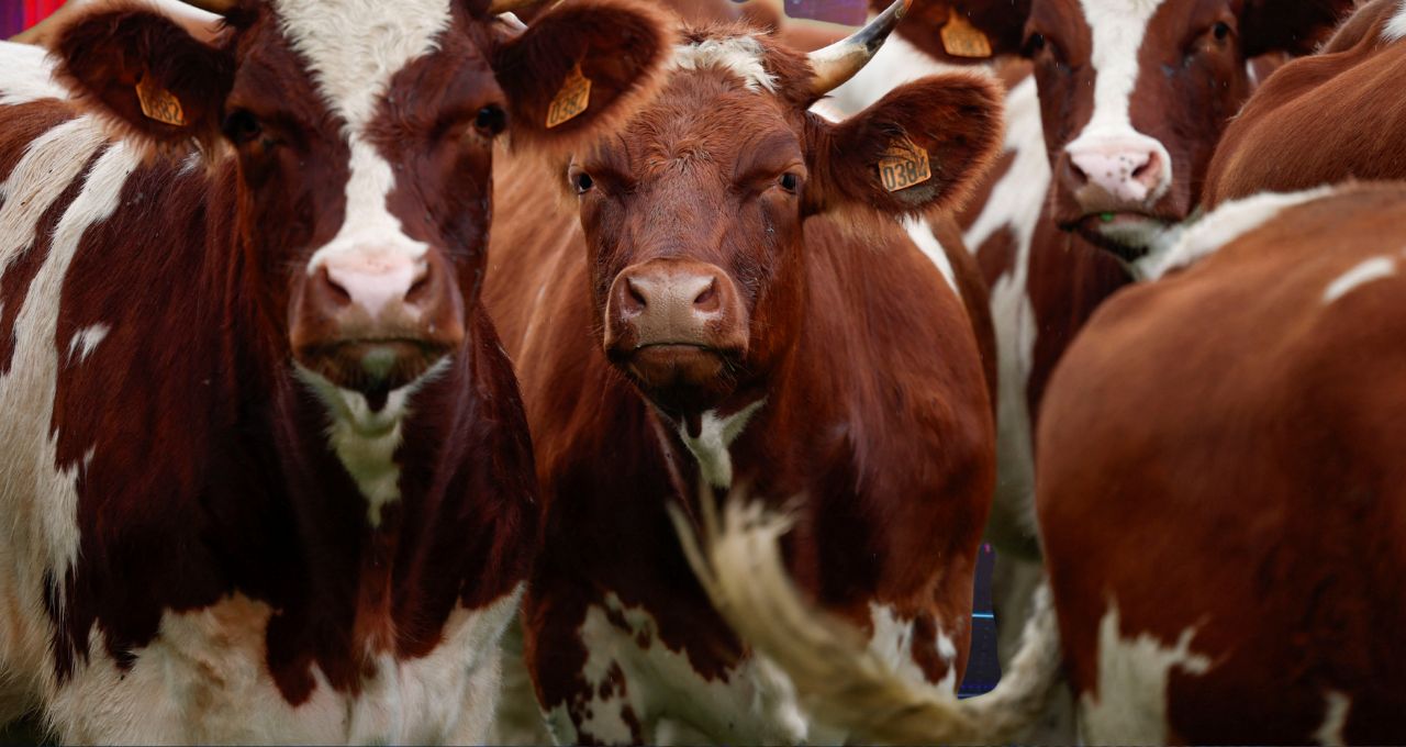 França enfrenta nova onda de surtos de doenças bovinas