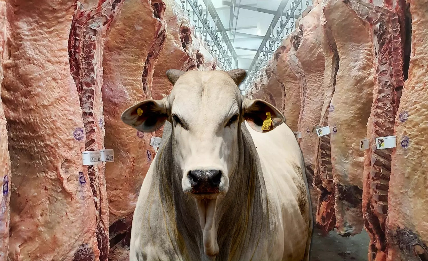 Para Abiec, EUA devem retomar compra de carne brasileira com revisão de tarifa
