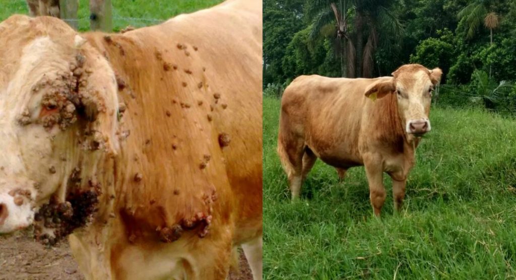 Como identificar a papilomatose e dermatofilose – doenças de pele – comuns em bezerros