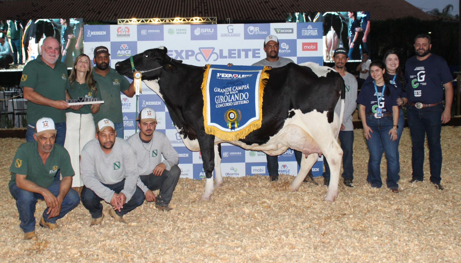 Raça Girolando tem nova recordista mundial de produção leiteira; Vaca produziu 335,840 kg/leite