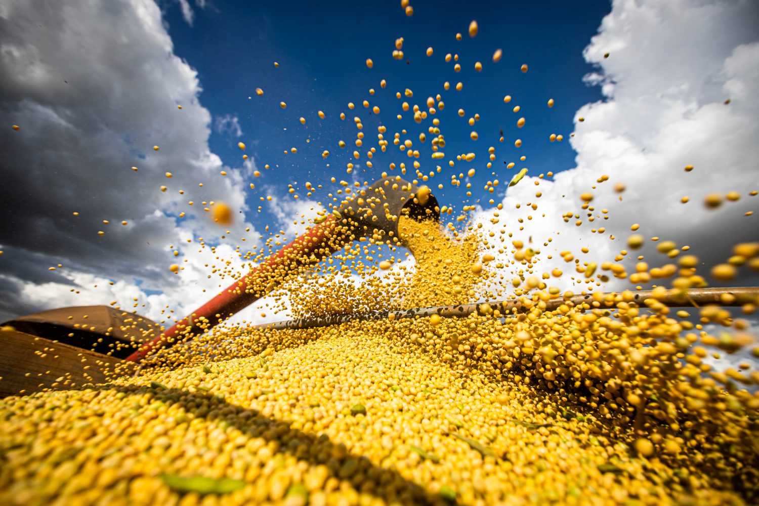 Cepea/Abiove: PIB da soja em 2025 deve crescer 11% com safra recorde e biodiesel
