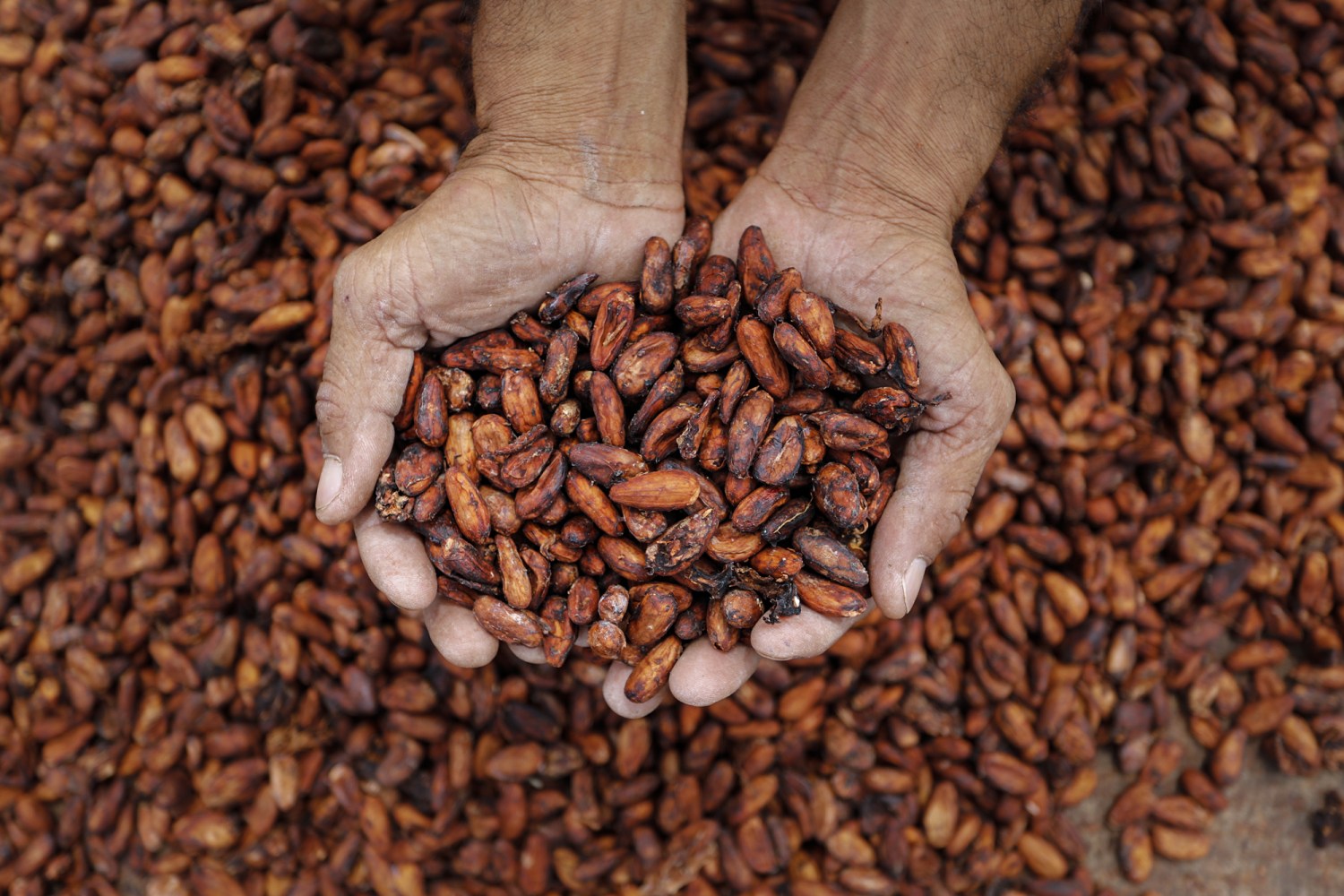 Processamento de cacau na América do Norte aumenta 3,22% no 3º trimestre