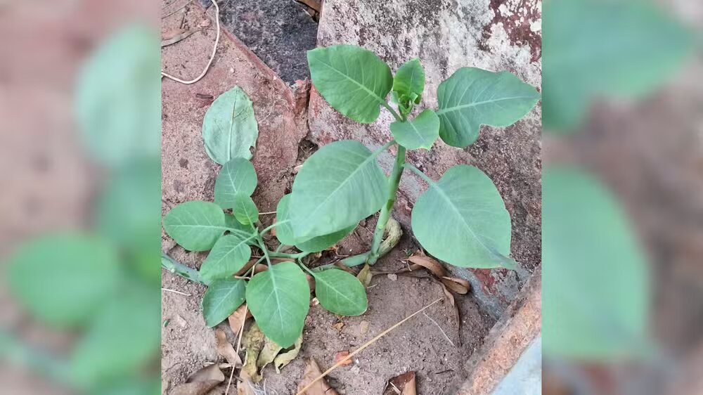 “Falsa couve”: sete pessoas são intoxicadas após comerem planta em cidade de MG