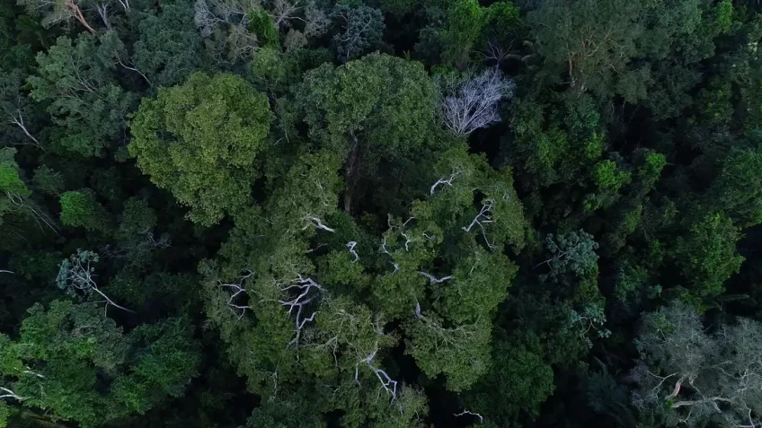 Trilha Amazônia Atlântica será inaugurada na COP30