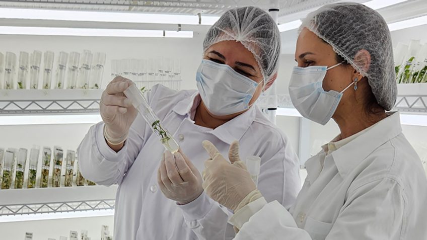 Estudo indica terapia farmacológica para doenças mitocondriais