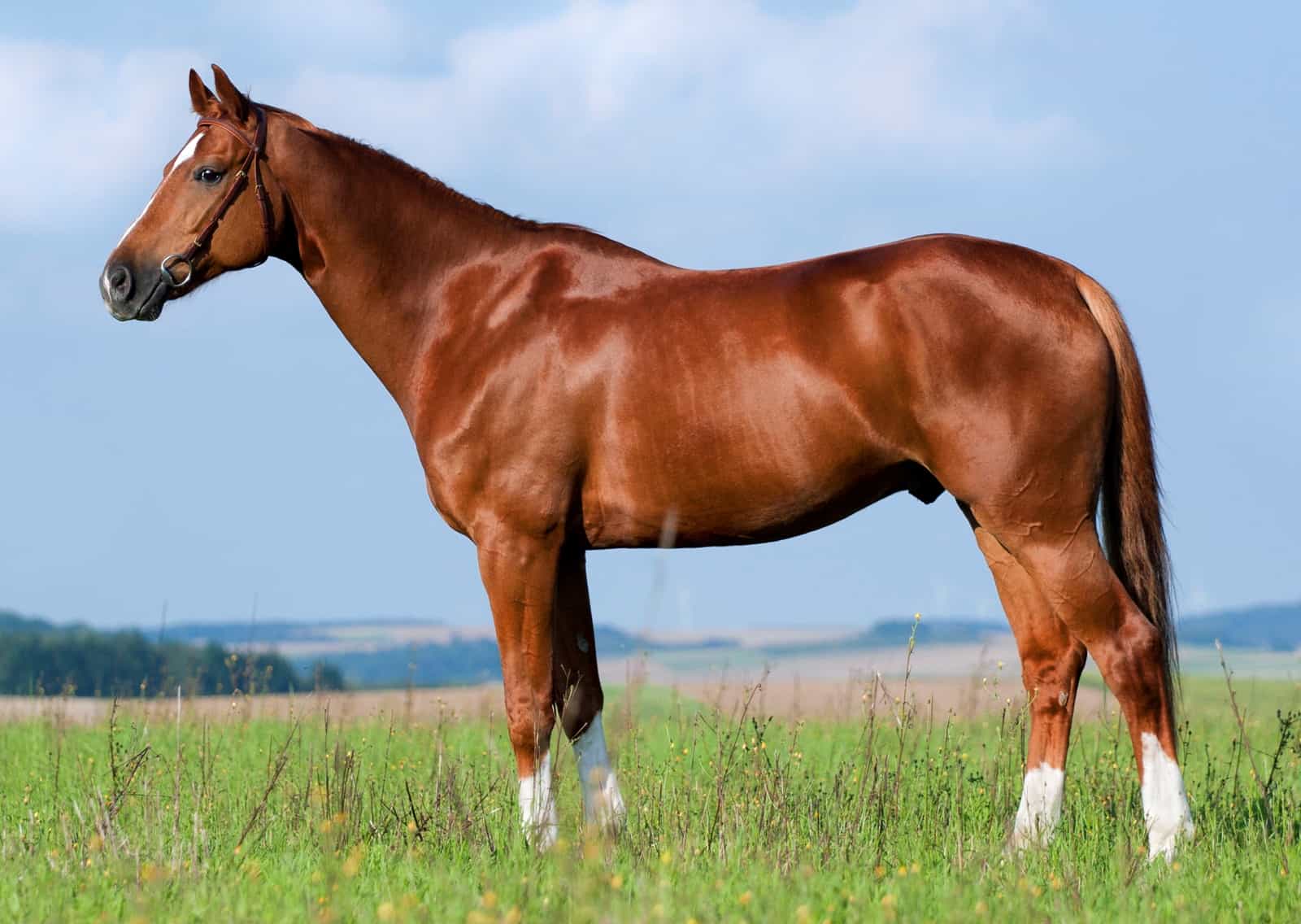 Seu cavalo está no peso certo? Descubra o ECC ideal para garantir saúde e desempenho