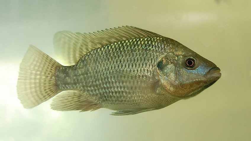 Sistema de bioflocos reduz uso de água na criação de tilápias