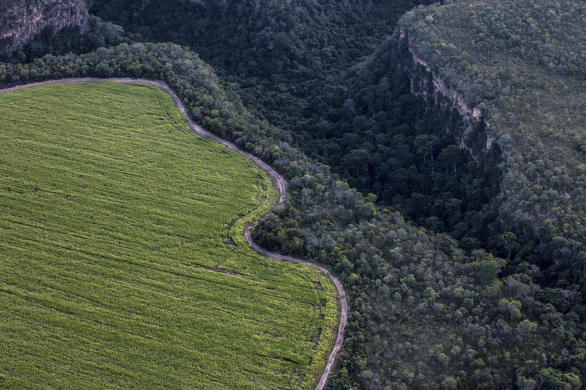 “Fogo amigo”: Ausência total de queimadas ameaça a biodiversidade do Cerrado