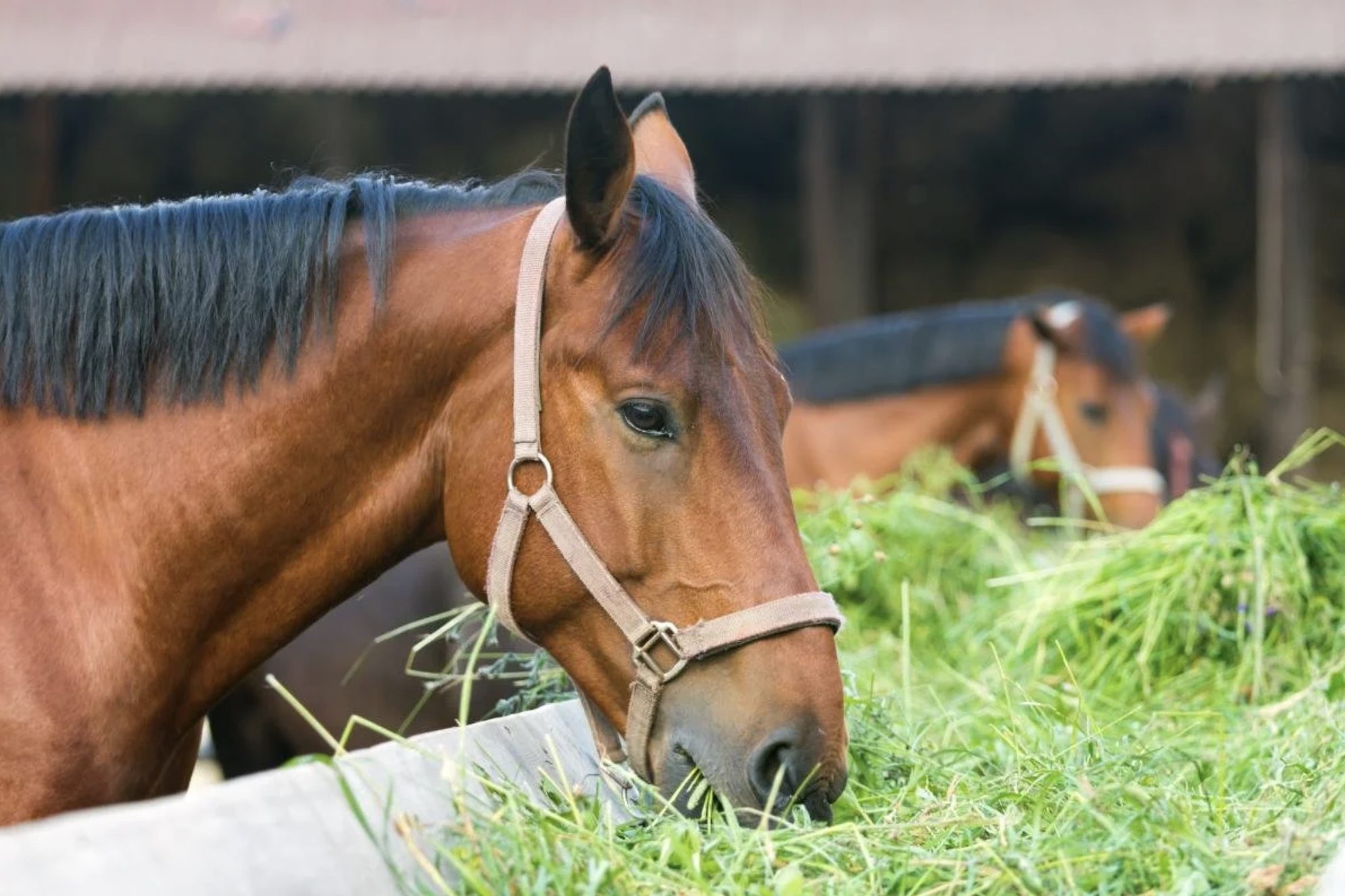 Capim picado ou longo, qual fornecer ao cavalo? Um deles aumenta o risco de cólica e úlcera