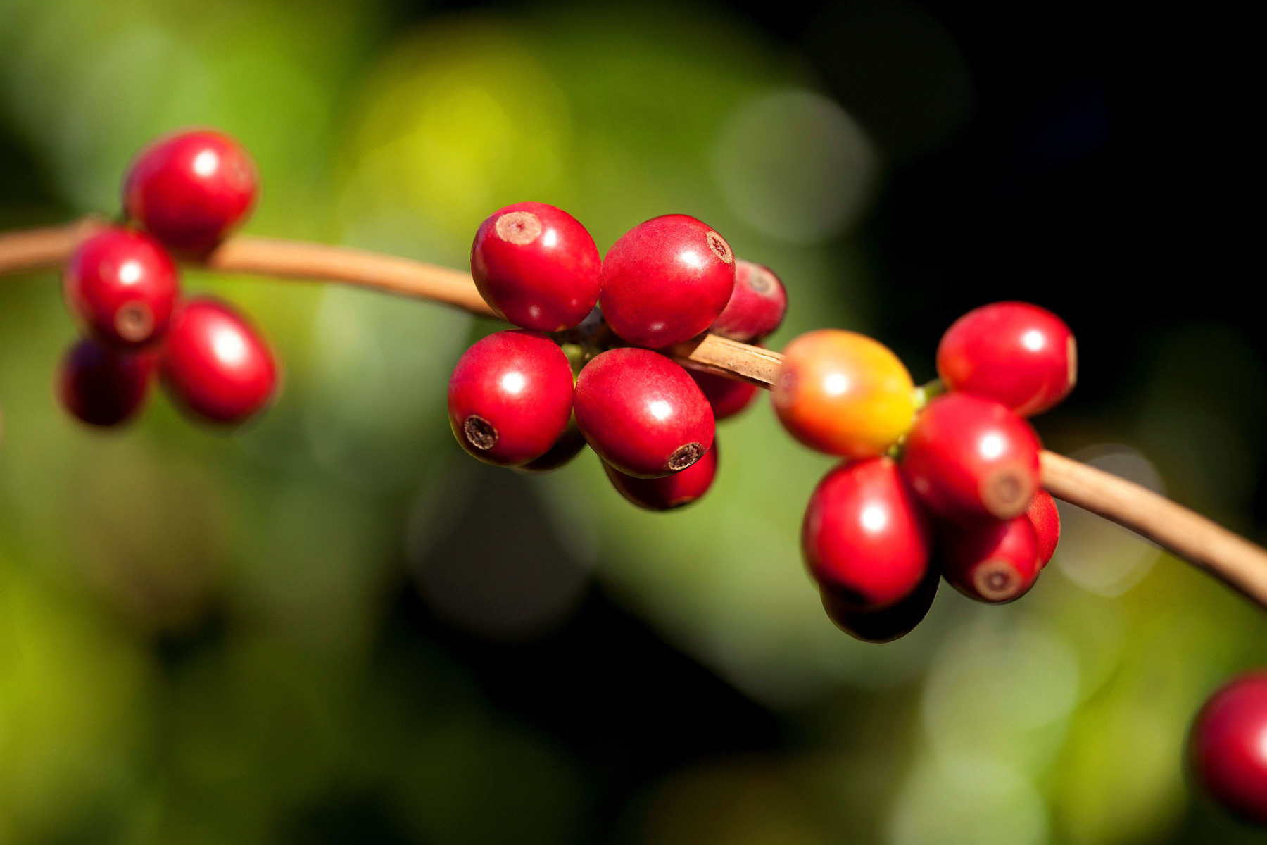 Região do Cerrado Mineiro inova e torna o 13º Prêmio o primeiro do Brasil a adotar o método CVA para avaliação de cafés