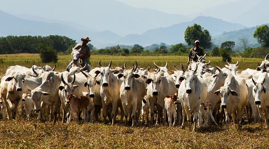 Índia abre mercado para derivados de ossos bovinos e chifres e cascos do Brasil