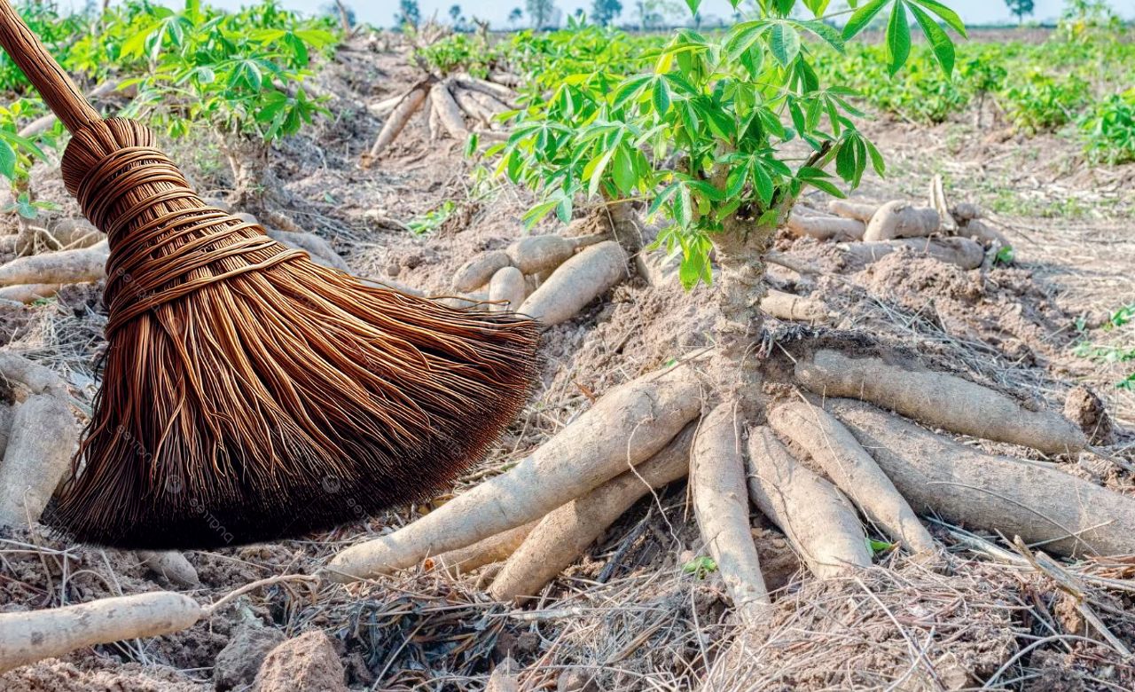 Vassoura-de-bruxa atinge 10 municípios no Amapá; ações somam R$ 2,2 mi