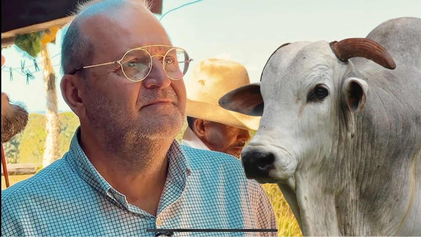 Quem realmente manda no preço da arroba do boi gordo? Pecuarista renomado conta a verdade