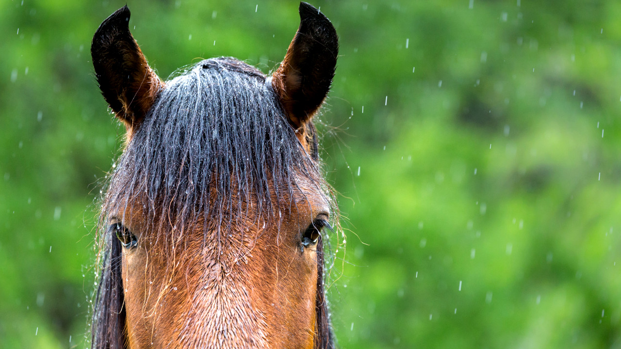 Doenças, umidade e parasitas: os desafios da chuva para a saúde dos cavalos
