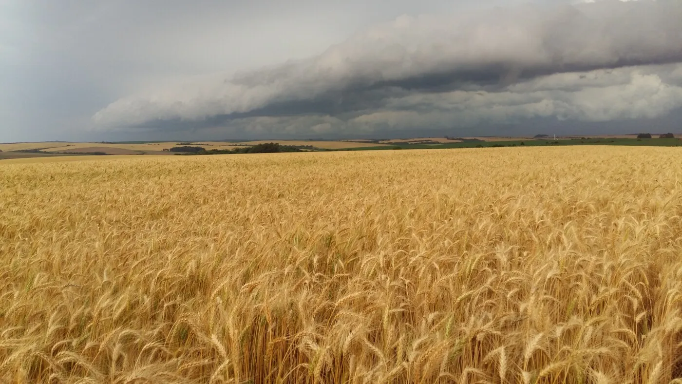 Chuvas no Paraná deixam produtores de trigo em alerta