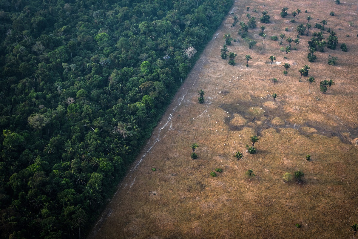 Brasil é responsável por 70% da perda de florestas do planeta, diz ONU
