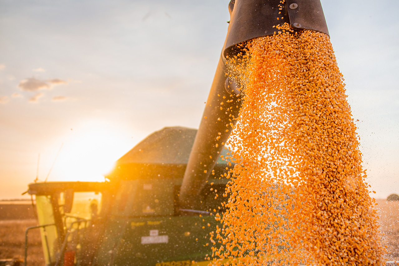 Volume de soja inspecionado para exportação nos EUA sobe 45%, diz USDA
