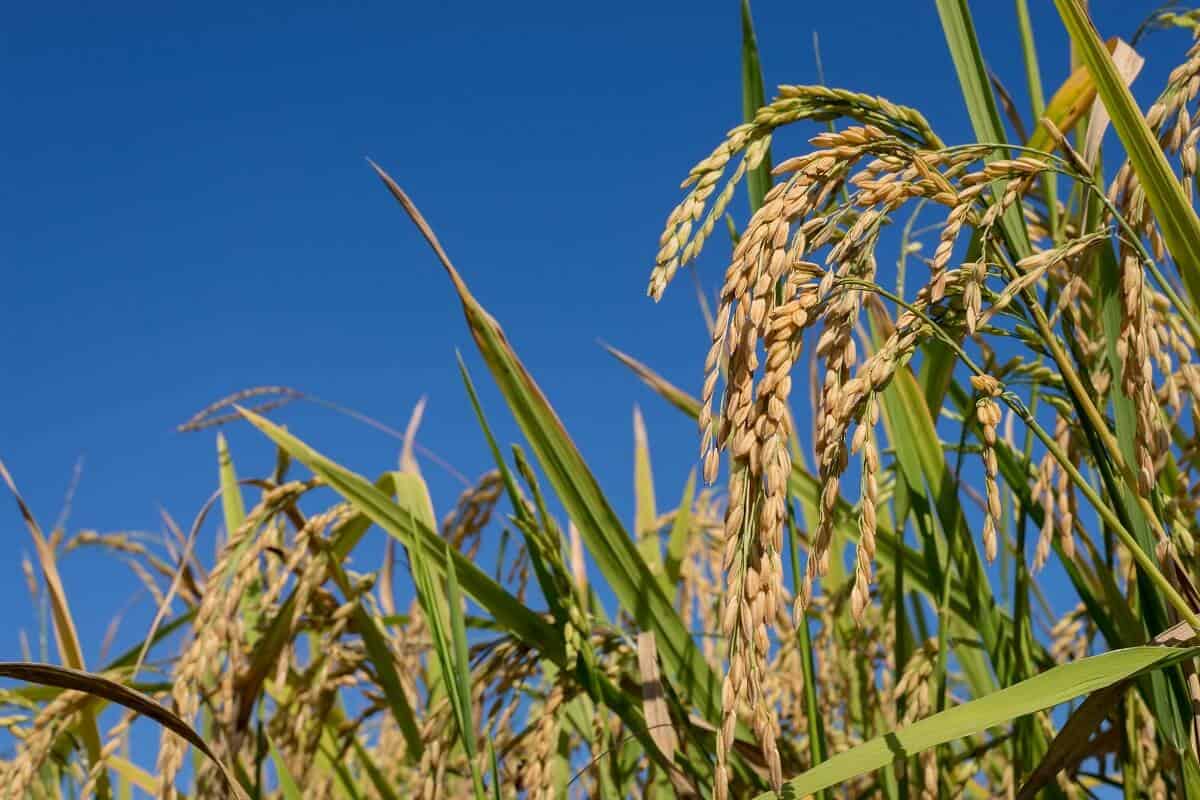 Plantio da safra 2025/26 de arroz no RS alcança 38% de área prevista, diz Irga
