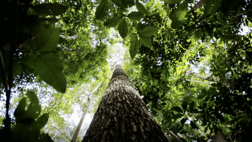 Brasil é responsável por 70% da perda de florestas do planeta